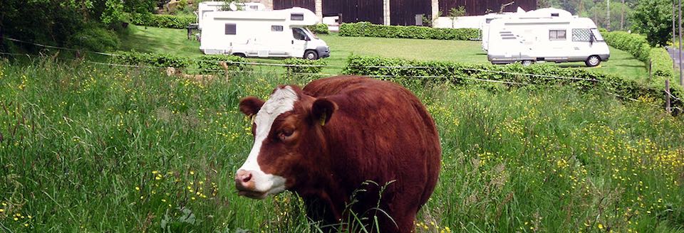 Foto Eine Kuh neben den Caravanstellplatz